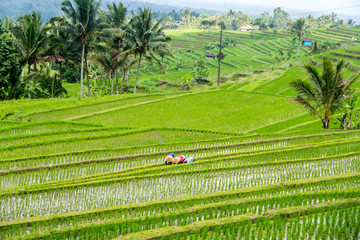 Terrazas de Arroz, jatiluwih , Bali, Indonesia