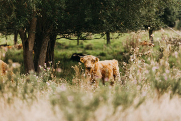 Schottisches Hochlandrind, Highland Cattle, Welsh Black, Hereford