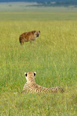 Cheetah stalking Spotted Hyena walking through high grasslands of Masai Mara near Little Governor's camp in Kenya, Africa