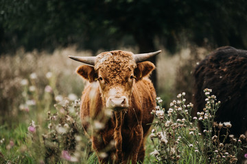 Schottisches Hochlandrind, Highland Cattle, Welsh Black, Hereford