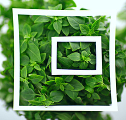green leaves frame abstract background / unusual green background, nature concept
