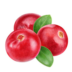Cranberry composition watercolor illustration isolated on white background