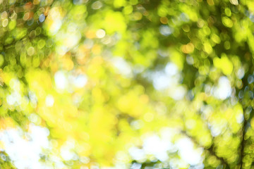 green branches leaves background / abstract view seasonal summer forest, foliage green, eco concept