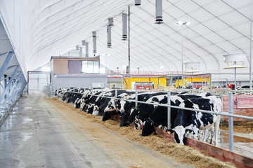 Cow Milk Industrial Automated Farm. Cows in the paddock with tags on the ears eat hay and rest