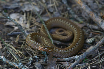 poisonous dangerous snake, viper in the wild, Russia swamp