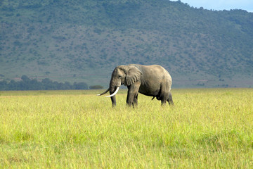 Obraz na płótnie Canvas African Elephant in grasslands of Lewa Conservancy, Kenya, Africa
