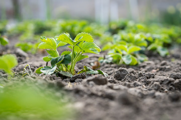 Young organic strawberry plant in a garden
