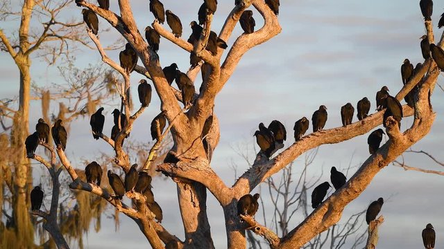 Black vultures are warming up in the first Sun light.