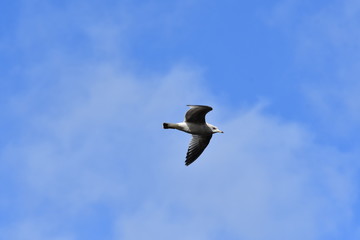 Möve