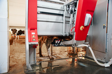 Automated cow farm. Milking machine, modern milk production technology at the factory