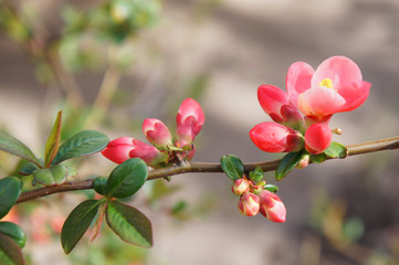 Obraz premium Closeup of branch with beautiful bloosoming pink flowers 