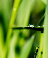 Macro, drop of dew on the green grass