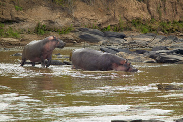 Hippopotamuses in pool of water in Masai Mara near Little Governor's camp in Kenya, Africa