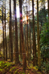 JP Ohara pines sun side vert