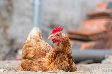 Brown chicken sitting on the ground