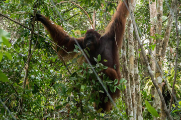 Orangutanes, Borneo