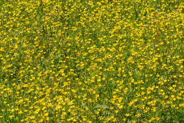Beautiful Lesser celandine (Ranunculus ficaria) flowers. Bright yellow spring flowers Textures.