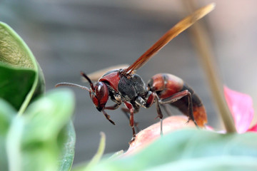 close up photo of a stinging bee that carries fluid in its mouth and poses beautifully when it will be photographed
