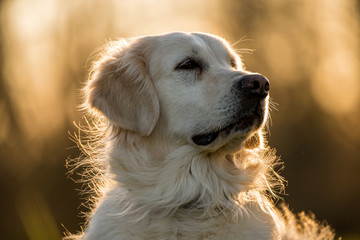Golden Retriever 