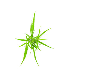 Cannabis leaves. marijuana isolated on white background. Copy space. green cannabis leaf drug marijuana herb Background.