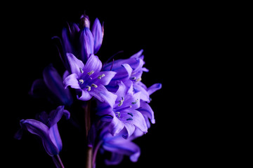 Bluebells on black
