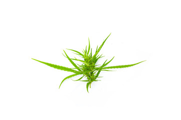 Cannabis leaves. marijuana isolated on white background. Copy space. green cannabis leaf drug marijuana herb Background.