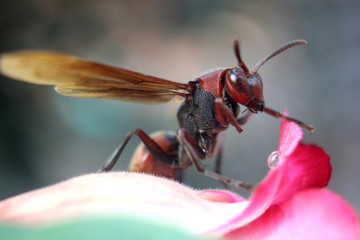 close up photo of a stinging bee that carries fluid in its mouth and poses beautifully when it will be photographed