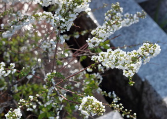 白い花キラキラ光る背景