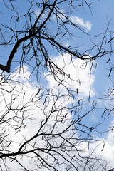 Silhouette of leafless branches and sky background