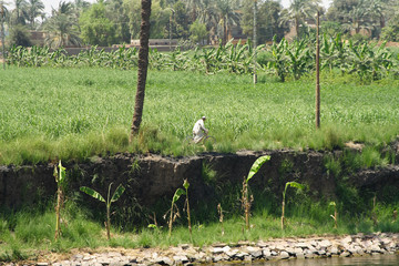 Nile and views of the River © moniadk