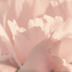 Pink rose petals close-up - 338365446