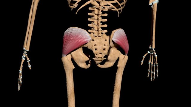 Gluteus Medius Muscles on Skeleton