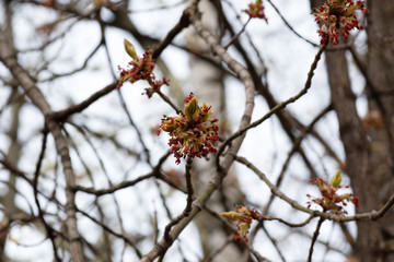 the spring bloom against the sky