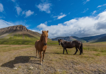 Fototapeta na wymiar Free roaming icelandic horses, Reykholt, Westjords, Iceland