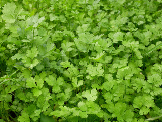 fresh green parsley organic farm