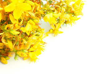 Yellow tutsan flowers isolated on white background with copy space