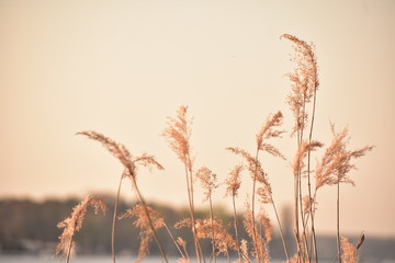 Reed grass growing at lake Wannsee scene in Wannsee Berlin Germany