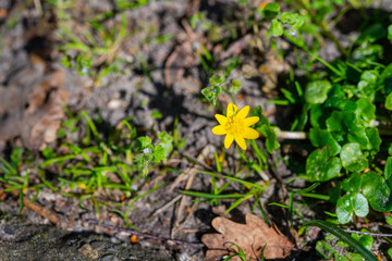 A ficaria verna with a  dark blurry background