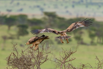 Pair of Tawny Eagles in the tree tops
