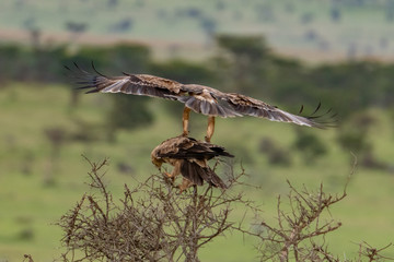 Close contact between two Tawny Eagles in the Masai Mara, Kenya