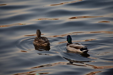 Ducks swimming in lake Wannsee water in Wannsee Berlin Germany