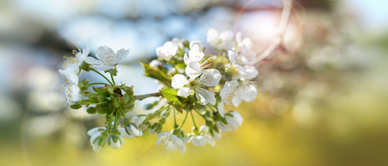 Spring blossom in sun
