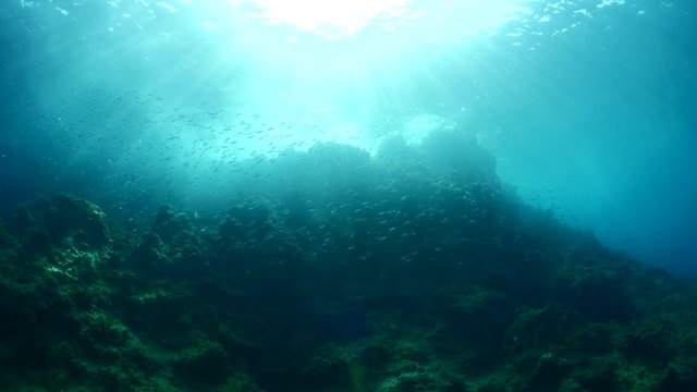 fish scenery underwater sun beams sun rays underwater mediterranean sea sun shine ocean scenery