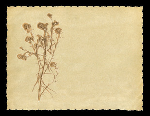 Texture of old paper postcard with dry plant