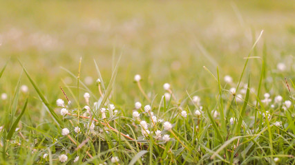 Selective focus of White Daisy Meadow Flowers Green Background.