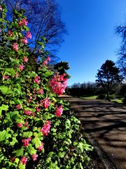 Springtime in Avenham and Miller Park, Preston 