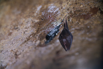 Close up small sleeping lesser horseshoe bat covered by wings, hanging upside down on top of cold arched brick cellar and hibernate. Creative wildlife
