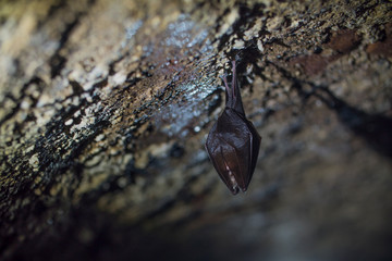 Close up small sleeping lesser horseshoe bat covered by wings, hanging upside down on top of cold arched brick cellar and hibernate. Creative wildlife