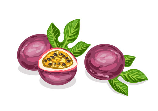 Passion fruit vector