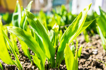 Summer green grass closeup. Large leaves. Agricultural field with plants in the sun. Background for graphic design of agro booklet.